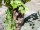 EUROPALMS Rebstock 150cm