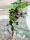 EUROPALMS Rebstock 150cm