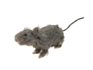EUROPALMS Rat, lifelike with coat 30cm