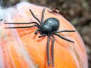 EUROPALMS Halloween Pumpkin in Spider Web, 25cm