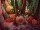 EUROPALMS Halloween Pumpkin in Spider Web, 25cm
