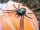 EUROPALMS Halloween Pumpkin in Spider Web, 25cm