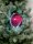 EUROPALMS LED Snowball 8cm, rosa 5x