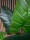 EUROPALMS Taro Alocasia, artificial plant, 140cm