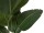EUROPALMS Strelitzia, artificial plant, 110cm