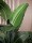 EUROPALMS Strelitzia, artificial plant, 110cm
