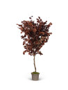Buche natur rot 150 cm - stabilisiert - immergrün