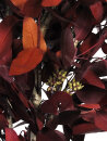 Eukalyptus Robusta rot 150 cm - stabilisiert -...