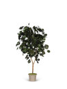 Eukalyptus Popolus, natur grün - stabilisiert 3...