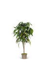 Eukalyptus Pendula natur grün - stabilisiert 3...