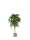 Eukalyptus Pendula natur grün - stabilisiert 3 Größen - immergrün