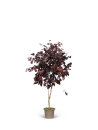 Eukalyptus Popolus natur rot - stabilisiert 3...