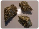 Tutufella goldene Muschel ca. 10 cm lang, pro Stück