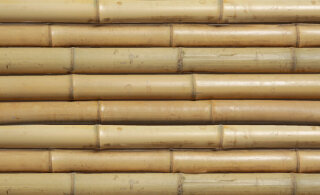 Bambusrohr, Ø 50-60mm, Länge 3m,  grün