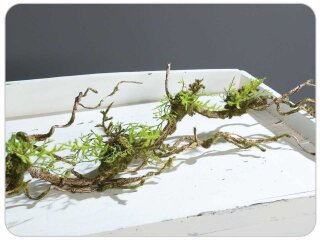 Moos-Liane, 100 cm