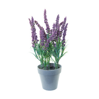 Lavender in pot plastic     Size: 30cm    Color: purple/green