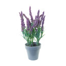 Lavendel im Topf Kunststoff     Groesse: 30cm    Farbe:...