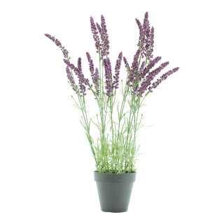 Lavendel im Topf Kunststoff Größe:48cm Farbe: violett/grün    #