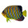 Tropical fish printed double-sided, wood, with hanger     Size: 20x12cm    Color: multicoloured