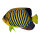 Tropenfisch beidseitig bedruckt, Holz, mit Aufhänger     Groesse: 50x30cm - Farbe: gelb/schwarz