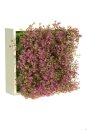 Blumenbox GIPSO MORADO für Innen und Außen,...