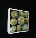 Blumenbox CACTUS REDONDOx9T.20x20x12