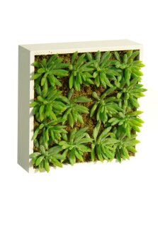 Blumenbox SEDUM CARNOSO 2COL.20x20x14