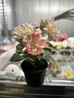Rosenmix in Topf, Hhe 15cm, per Stk.