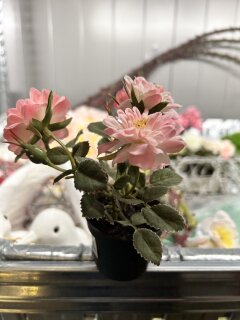 Rosenmix in Topf, Hhe 15cm, per Stk.