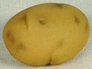 Kartoffel Kunststoff   Groesse: 7x10cm - Farbe: braun #