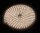 10 LED on 1m Balloon Lite Schlauch, ice-white, 3x AA