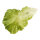 Lettuce leaves 3pcs./bag, plastic     Size: 16x25cm    Color: light green