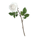 Rose,  Größe:  Farbe: weiß