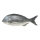 Barsch Kunststoff     Groesse: 36x13cm    Farbe: grau