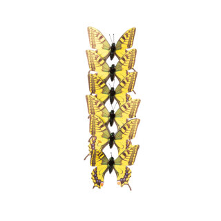 Butterfly 6pcs./blister - Material: PVC-foil - Color: yellow/black - Size: 11cm