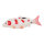 Koi carp rubber     Size: 35cm    Color: white