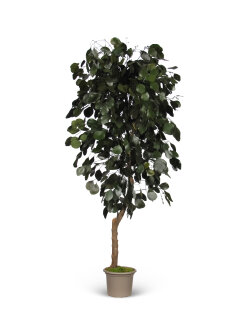 150 cm