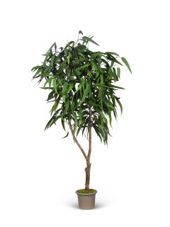 150 cm